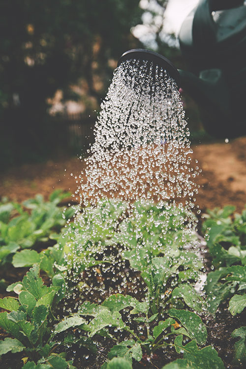 sabbath gardening 